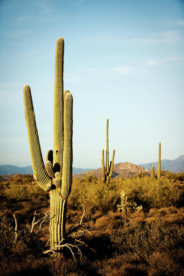 Arizona Desert Cactus Sagauro Photograph by Adamkaz