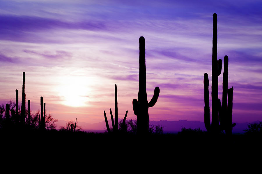 Arizona Desert Cactus Sagauro Winter Photograph by Adamkaz
