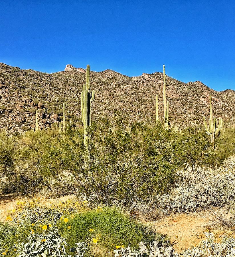 Arizona Desert Photograph by Jerry Abbott - Pixels