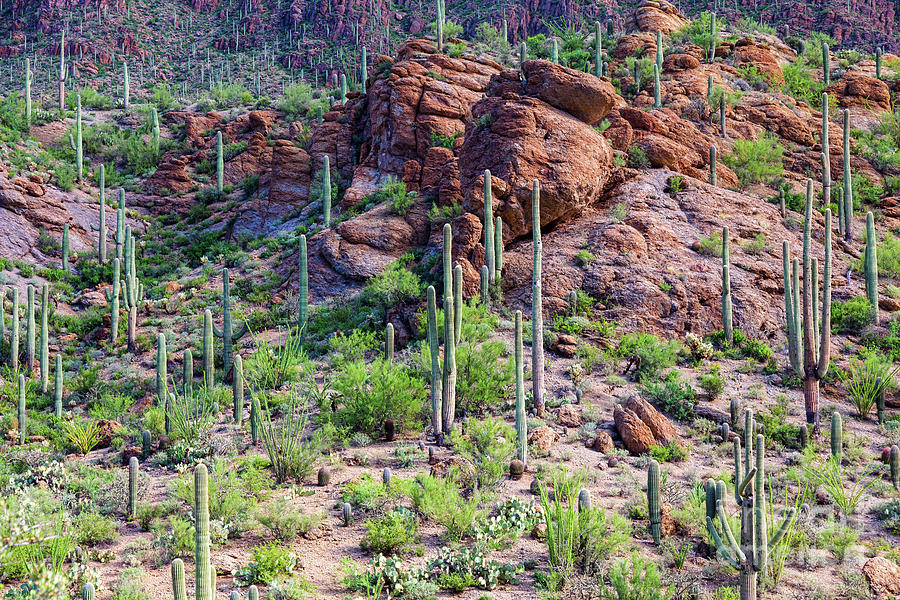 Arizona Desert Saguaro Forest Photograph by James BO Insogna