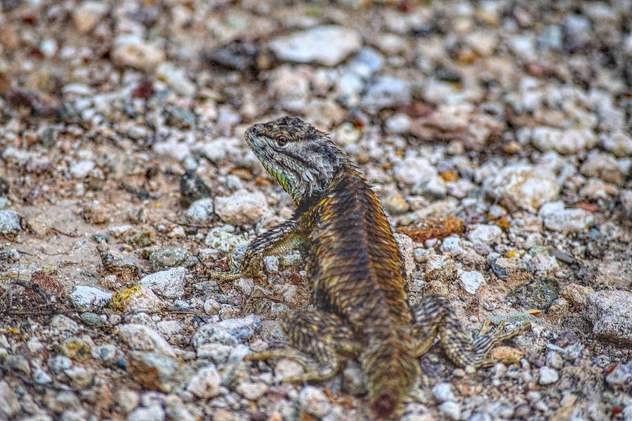 Up Movie Photograph - Arizona Desert Spiny Lizard by Chance Kafka