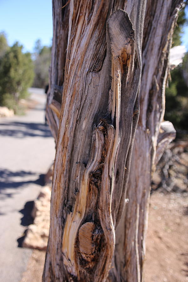 Arizona Desert Tree Photograph by Laura Smith