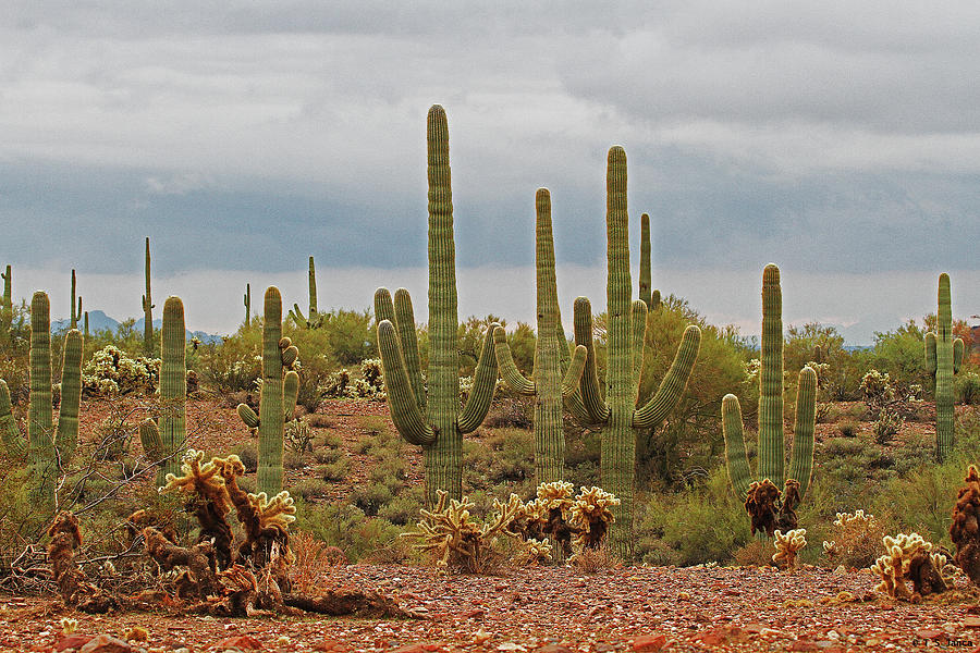 Arizona Desert View Saguaros Chollas And Palo Verde Digital Art by Tom Janca