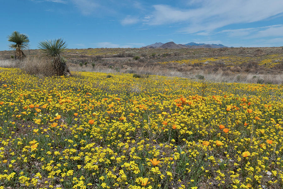 Arizona Desert Wildflower Landscape Photograph by Cascade Colors