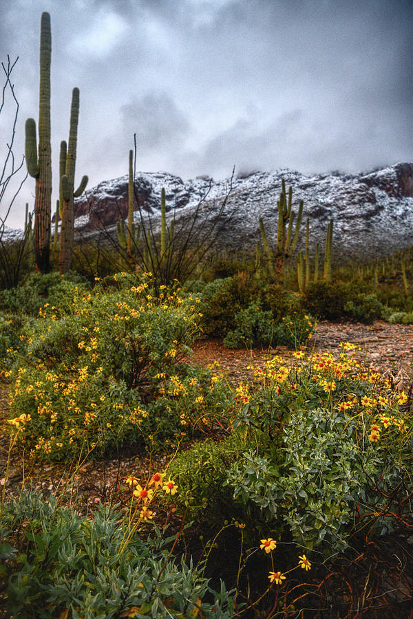 Arizona Flowers and Snow Photograph by Chance Kafka