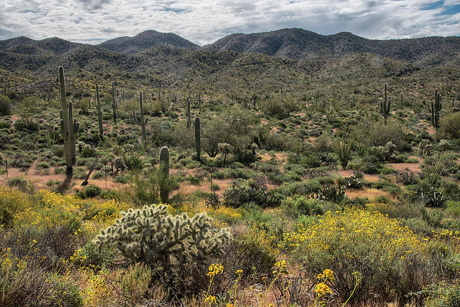 Arizona landscape with Saguaro and Brittlebush Photograph by Dave Dilli