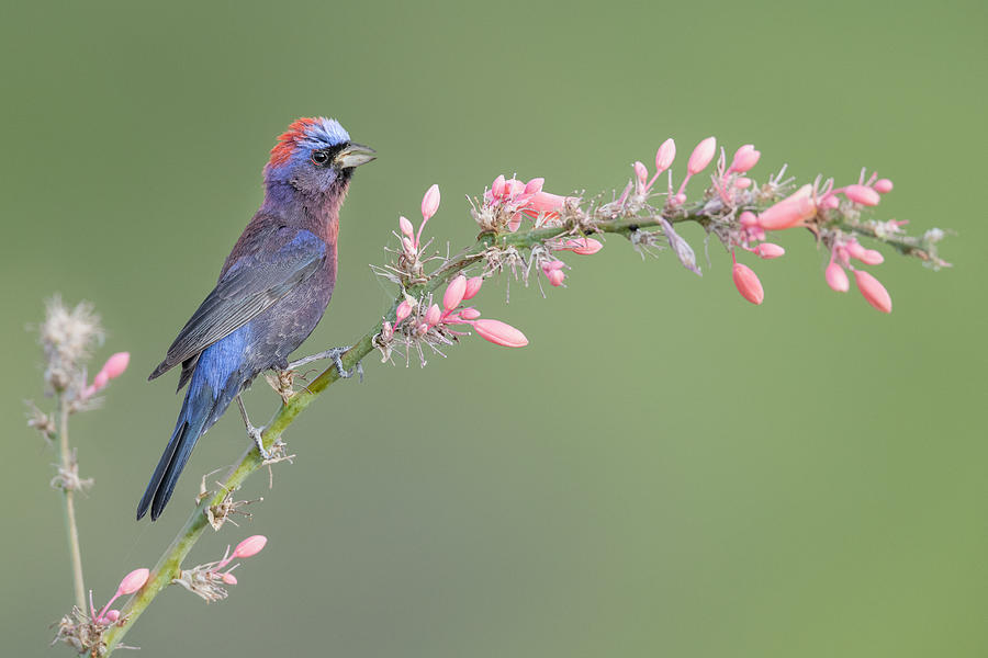 Bird Photograph - Arizona Morning by Greg Barsh