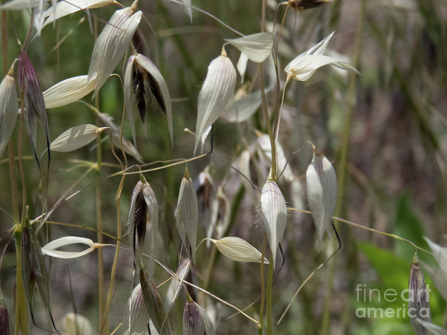 Arizona Oat Grass Seeds by Christy Garavetto Arizona Oat Grass Seeds by Christy Garavetto