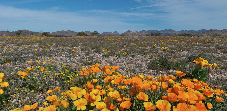 Arizona Poppy Panorama Photograph by Cascade Colors