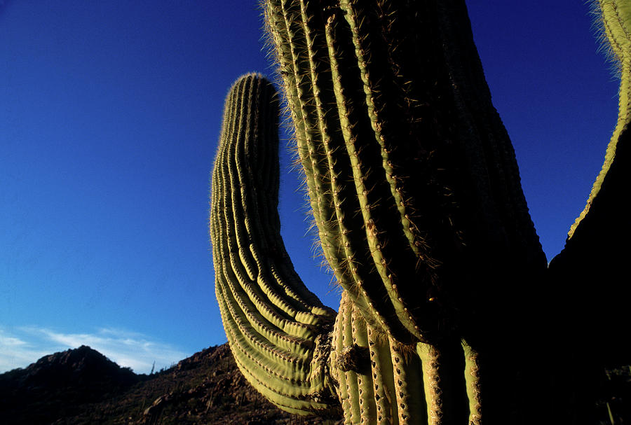 Arizona - Saguaro Cactus At Dusk Photograph by Kickstand