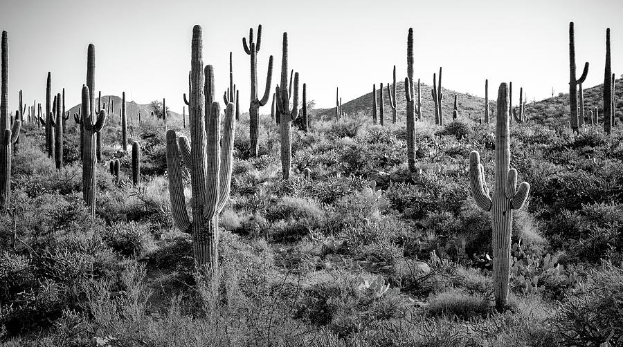 Arizona #75 Photograph by Robert Hayton - Fine Art America