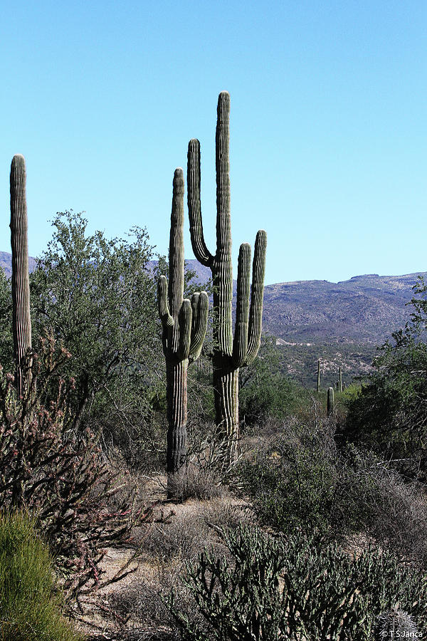 Arizona Saguaro Cactus Digital Art by Tom Janca