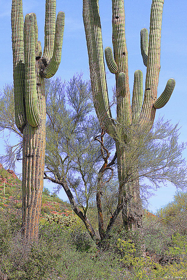 Arizona Saguaros And Palo Verde Tree Digital Art by Tom Janca