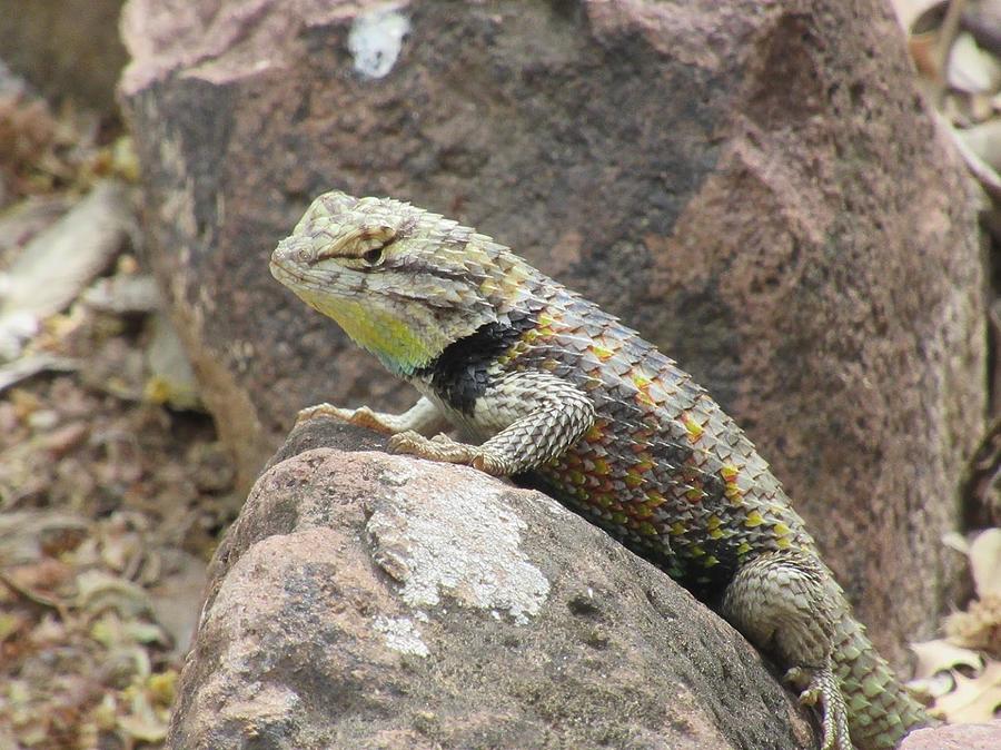 Arizona Spiny Lizard Photograph by Monica Donaldson Stewart - Pixels