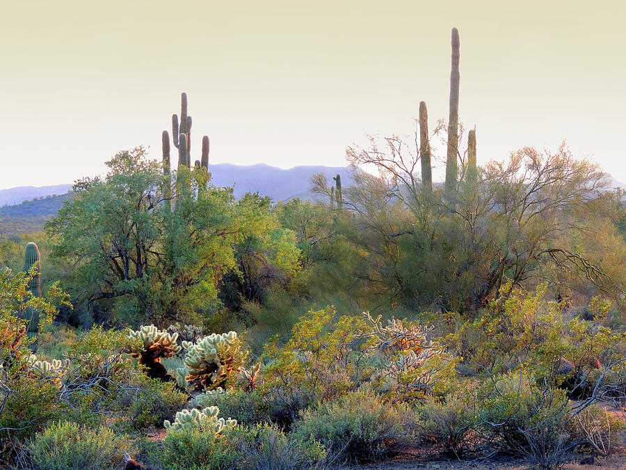 Arizona Spirit  Photograph by Gordon Beck