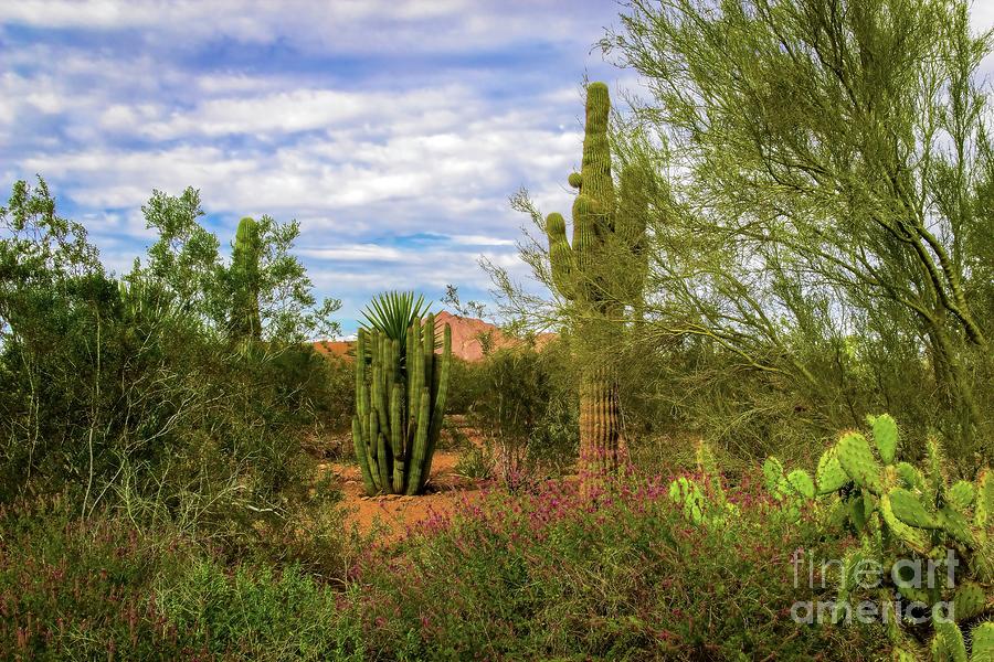 Arizona Spring Morning Photograph by Jon Burch Photography