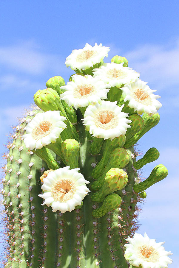 Arizona State Flowers The Saguaro Blossom Digital Art by Tom Janca