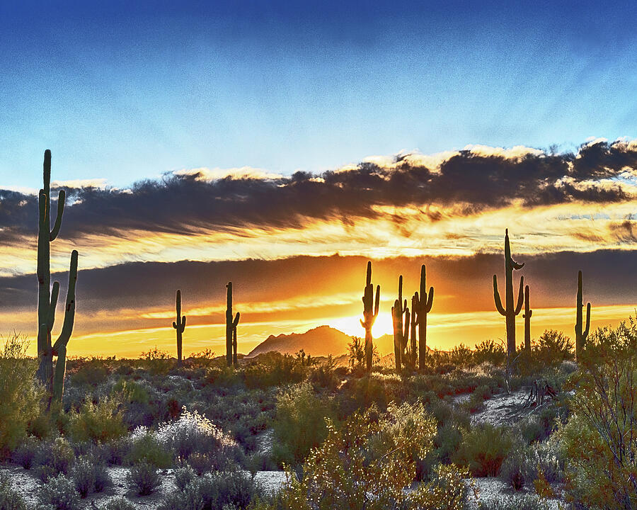 Arizona Sunrise And Saguaro Photograph by Don Schimmel