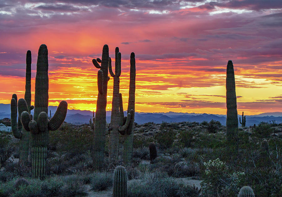 Arizona sunset with Saguaro cactus in background Photograph by Ray Redstone