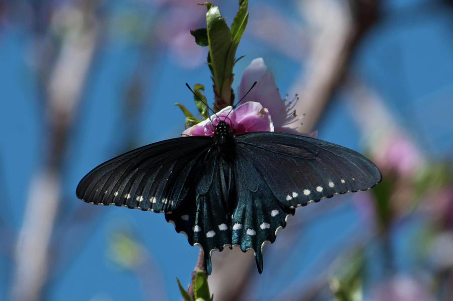 Arizona Swallowtail  Photograph by Cascade Colors