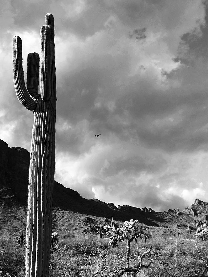 Arizona Terrain Photograph by Glenn McCarthy Art and Photography