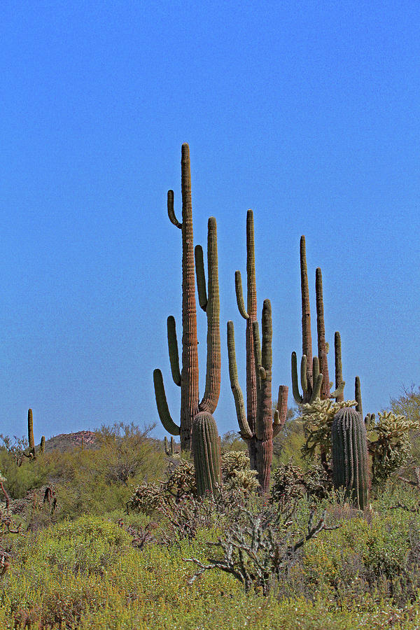 Arizona Where The Wild Saguaro Grows Digital Art by Tom Janca