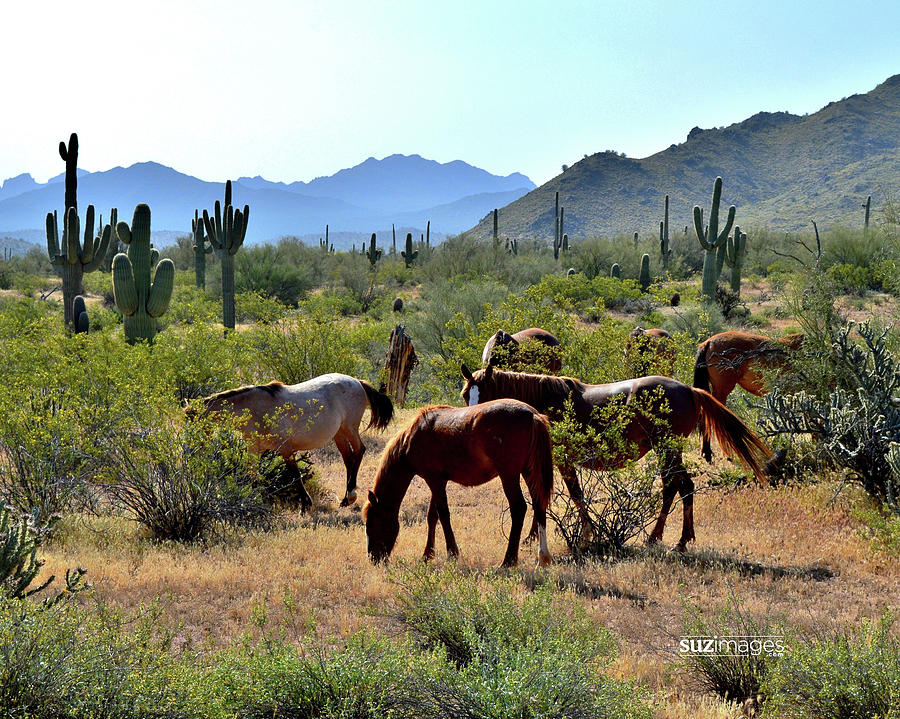 Arizona Wild Horses by Susie Loechler Arizona Wild Horses by Susie Loechler