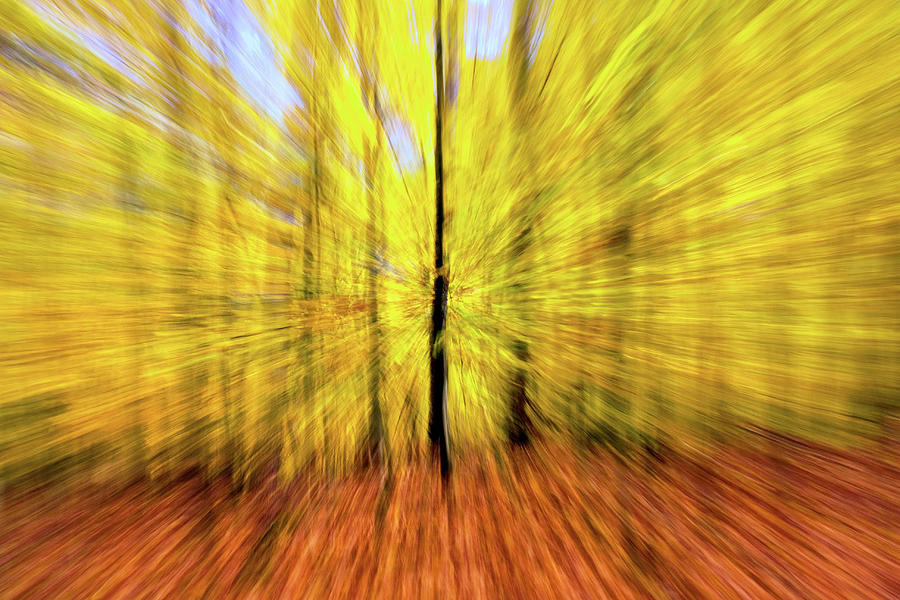 Arkansas Forest Abstract Photograph by Harriet Feagin