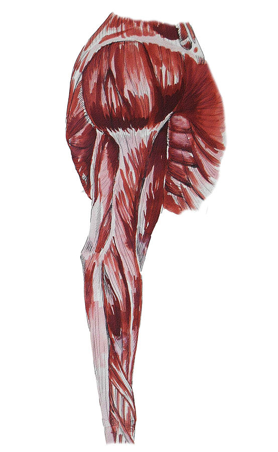 Arm Muscles Anatomy Study  Painting by Irina Sztukowski