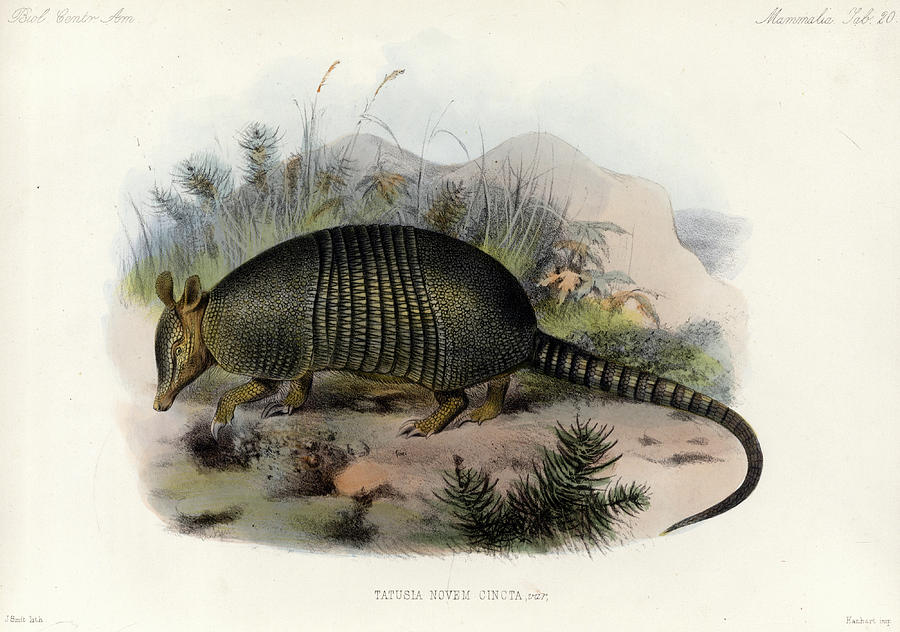 Armadillo Painting By Edward Richard Alston Pixels