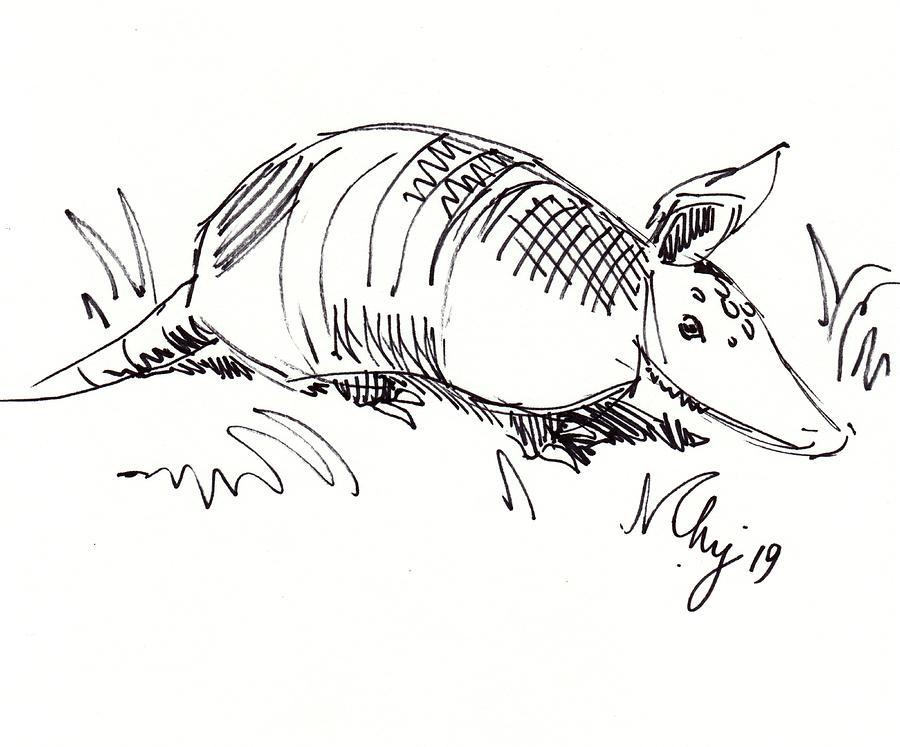 Armadillo illustration black and white line drawing Drawing by Mike Jory