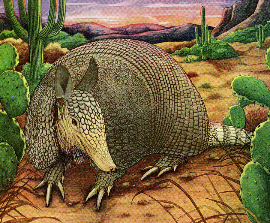 Nature Drawing - Armadillo in the Desert by CSA Images