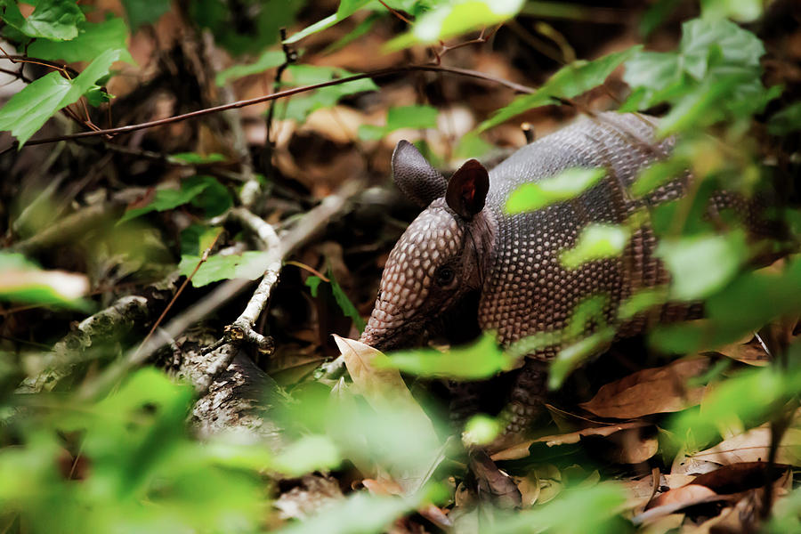 Armadillo by Kevin Banker Armadillo by Kevin Banker