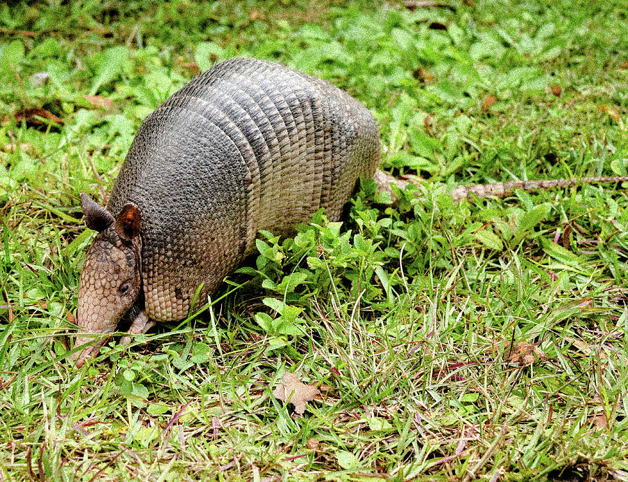 Armadillo Photograph by Linda Gould - Fine Art America