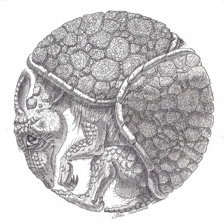 Armadillo by Victor Molev Armadillo by Victor Molev