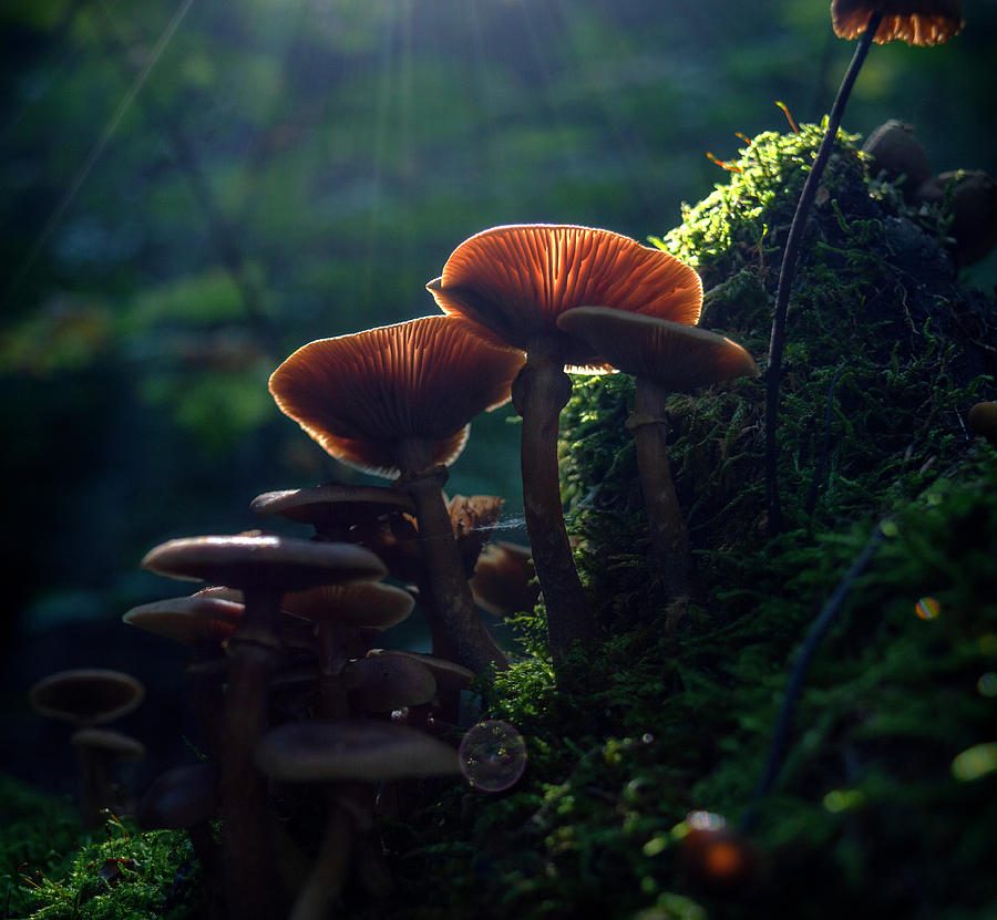 Armillaria Spotlight Photograph by Peter Pier - Fine Art America