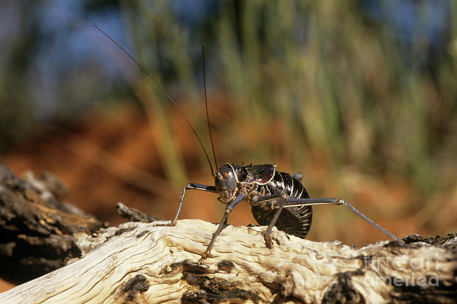 Armoured Bush Cricket Photograph by Peter Chadwick/science Photo Library