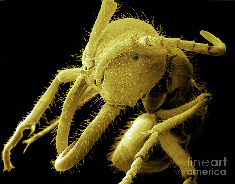Army Ant Photograph by Thierry Berrod, Mona Lisa Production/science Photo Library