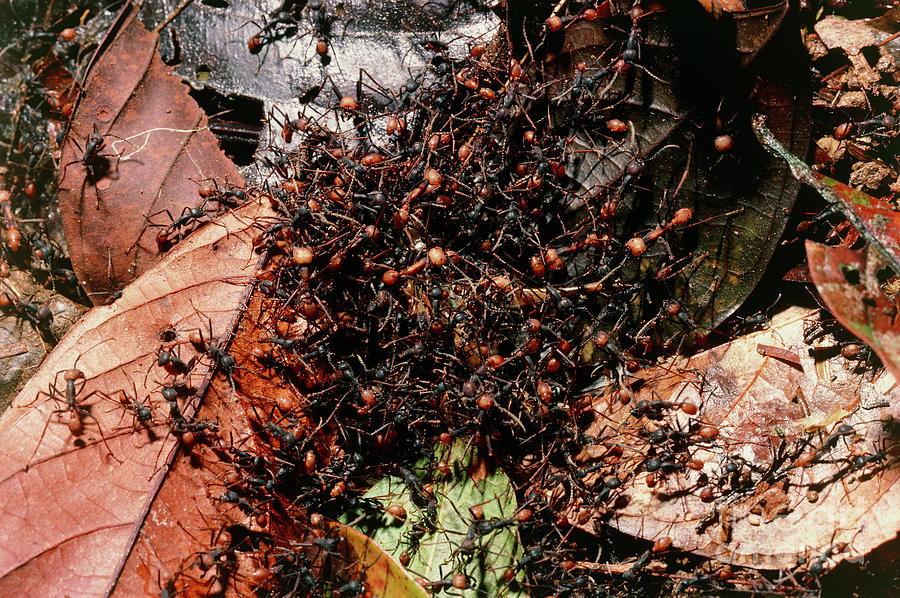 Army Ants Dismembering A Grasshopper by George Bernard/science Photo ...