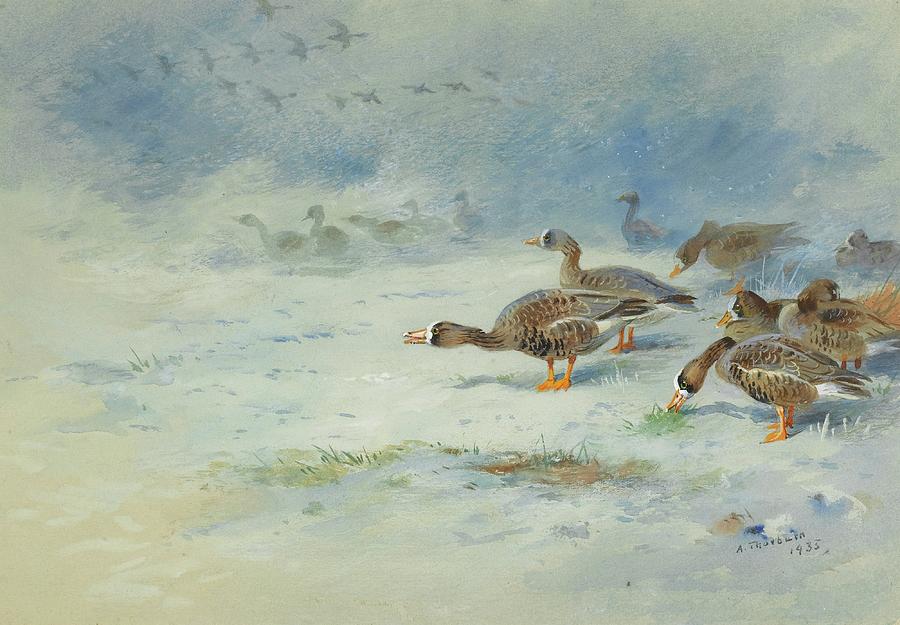 Arnacle Geese Painting by Archibald Thorburn Arnacle Geese Painting by Archibald Thorburn