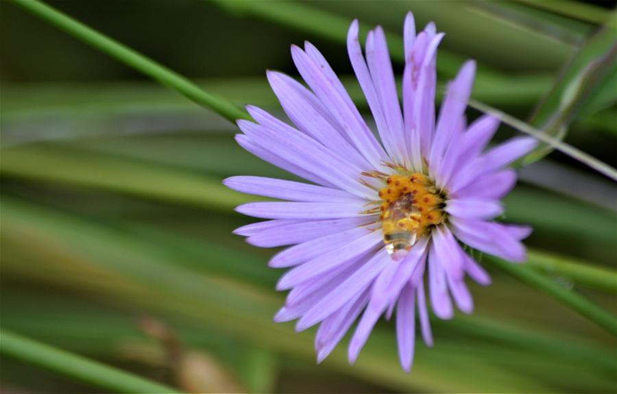 Aromatic Aster with a Raindrop Photograph by Warren Thompson