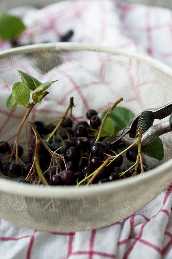 Aronia Berries In A Sieve Photograph by Martina Schindler