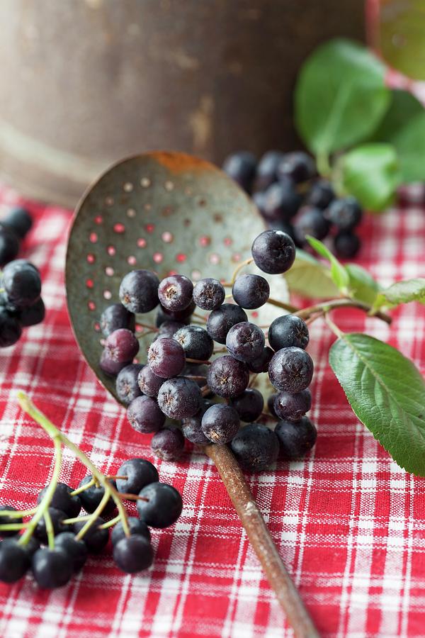 Aronia Berries In A Strainer Photograph by Martina Schindler