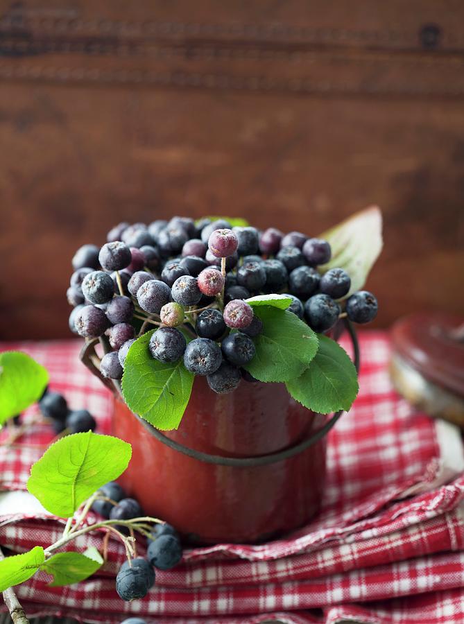 Aronia Berries In An Enamel Pot Photograph by Martina Schindler