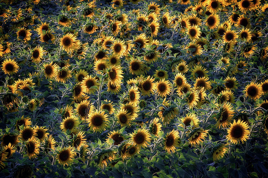 Summer Photograph - Aroostook Sunflowers by Rick Berk