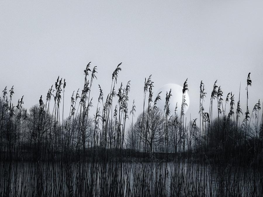 Around the pond Photograph by Jaroslav Buna