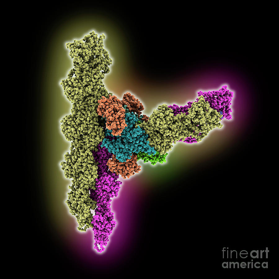 Arp2/3 Complex At Branched-actin Junction Photograph by Laguna Design/science Photo Library