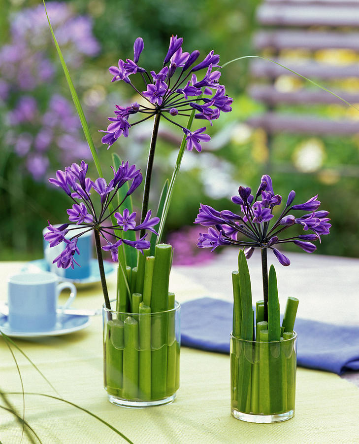 Arrangement Of Agapanthus, Insertion Aid, Agapanthus Photograph by Friedrich Strauss