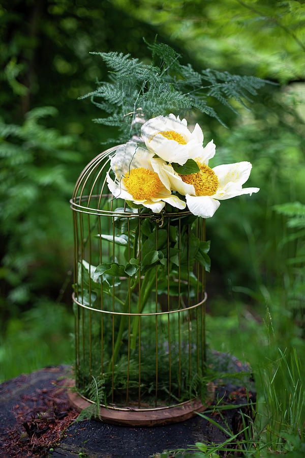 Arrangement Of claire De Lune Peonies And Asparagus Fern In Wire Cage Photograph by Alicja Koll