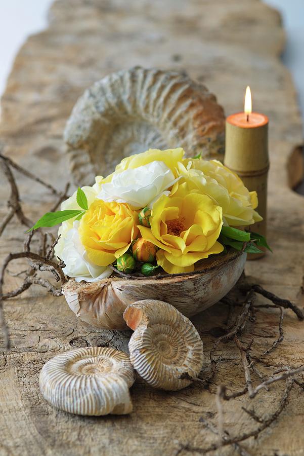 Arrangement Of Fossils And Yellow And White Roses In Half A Coconut Shell Photograph by Alena Hrbkov